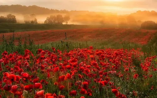 ������ѵ